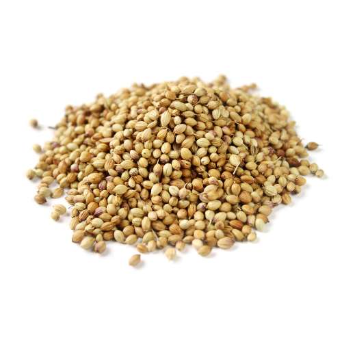 Vrundavan International