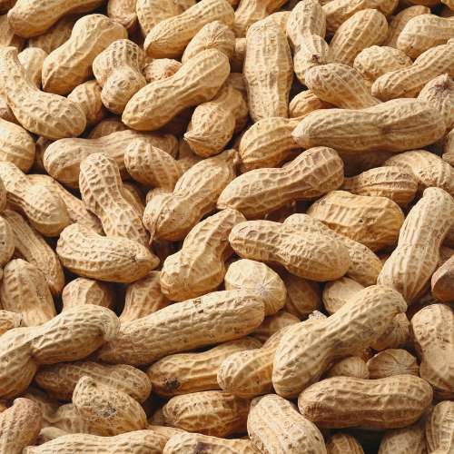 Vrundavan International